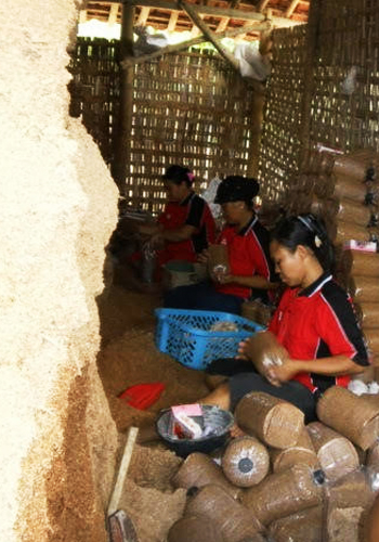 Budidaya Jamur Tiram